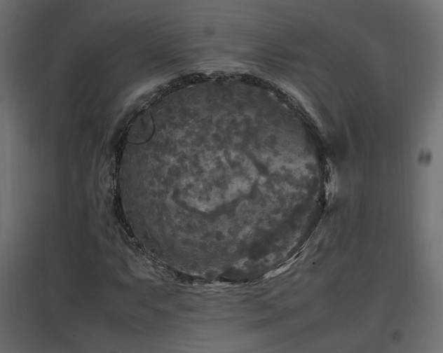 X0000097761063200803071250