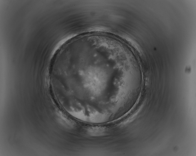 X0000097761117200803071248