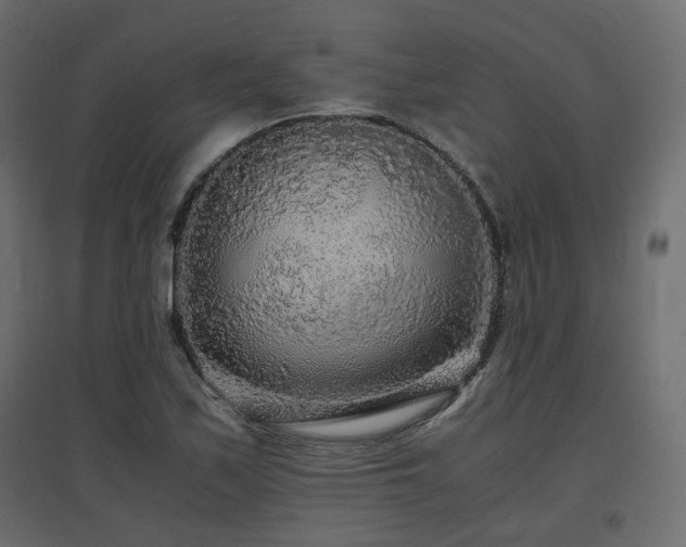 X0000097761171200803071248