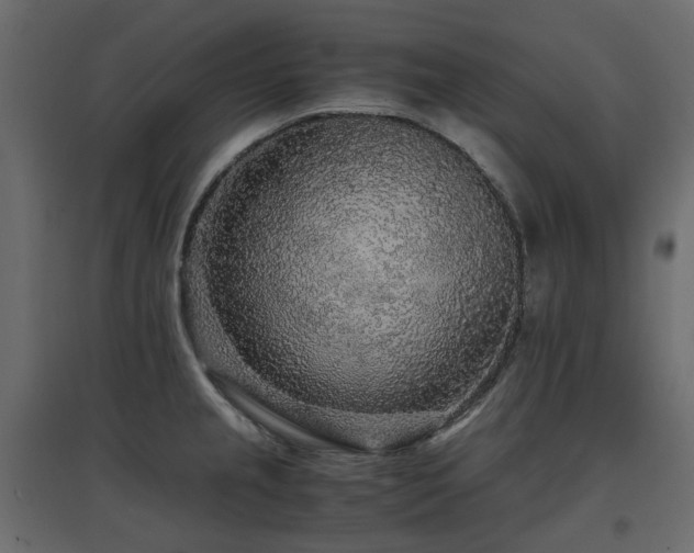 X0000097761237200803071247