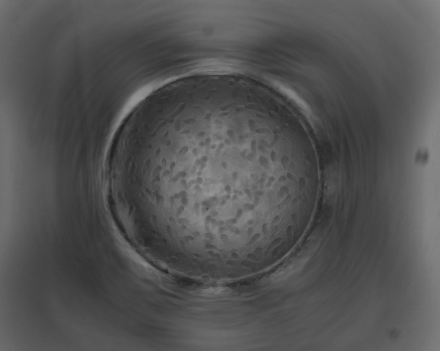 X0000097761467200803071244