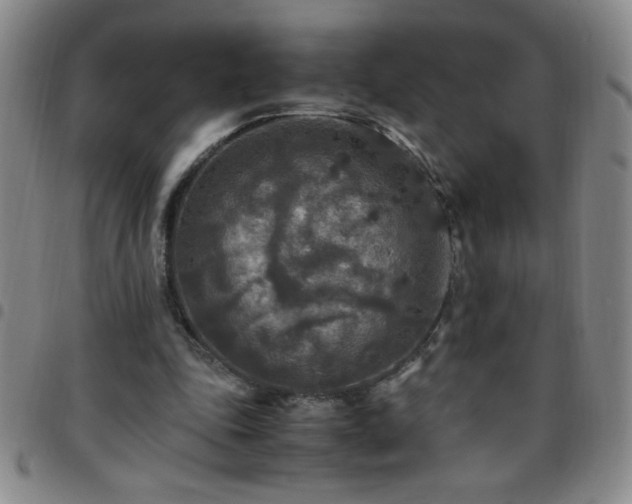 X0000097760343200803141728