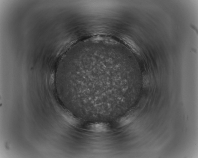 X0000097760365200803141728