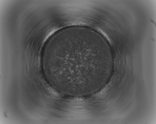 X0000097760975200803141719