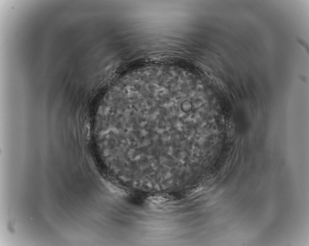 X0000097760703200803211714