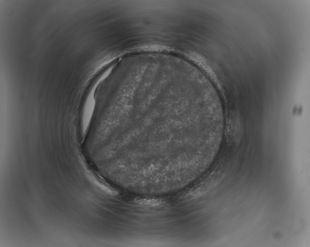 X0000097760063200803281643