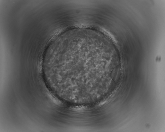 X0000097760065200803281643