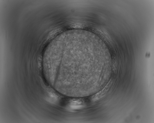 X0000097760175200803281642