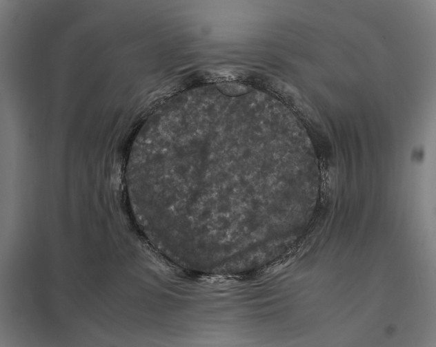 X0000097760331200803281639