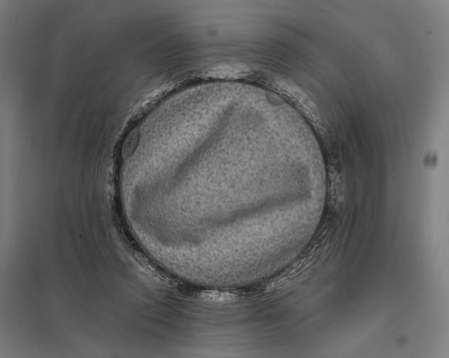 X0000097760354200803281639