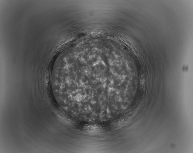 X0000097760503200803281637