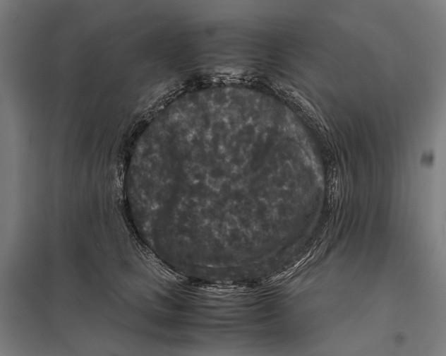 X0000097760661200803281635