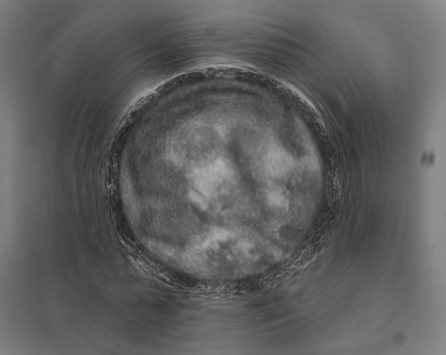 X0000097760775200803281633