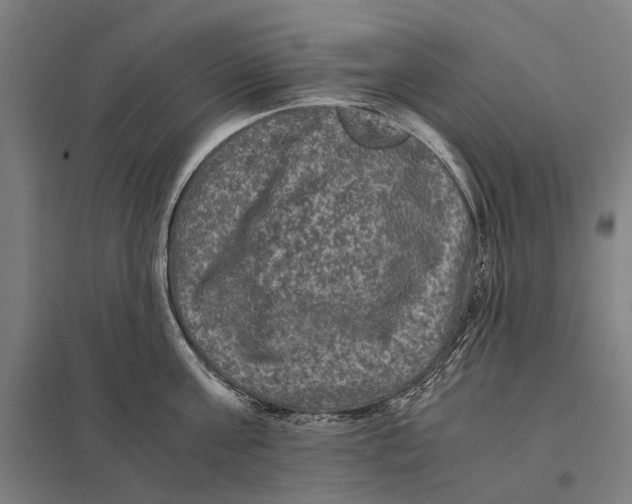 X0000097760811200803281632