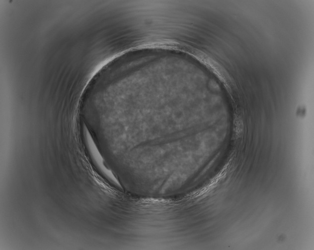 X0000097760830200803281631