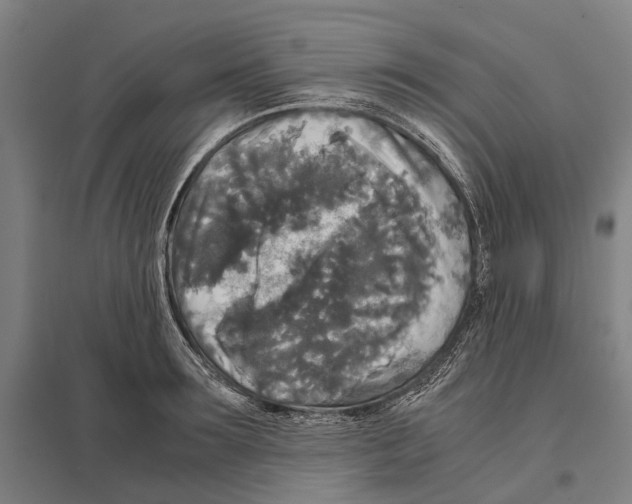 X0000097760899200803281631