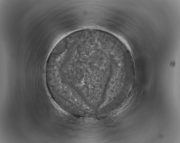 X0000097760903200803281631