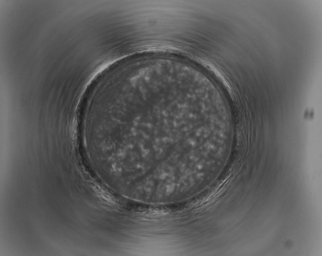 X0000097760975200803281630