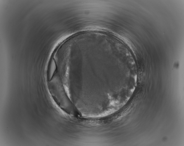 X0000097760995200803281629