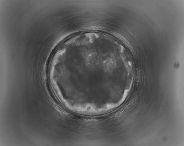 X0000097761031200803281629