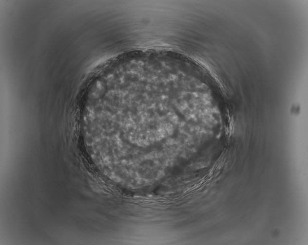 X0000097761063200803281628