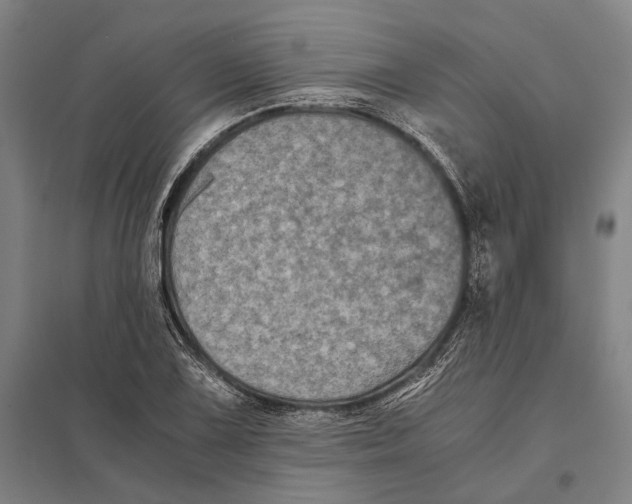 X0000097761075200803281628