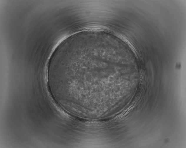 X0000097761083200803281628