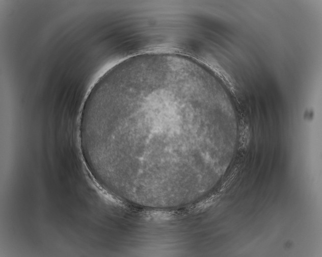 X0000097761086200803281628