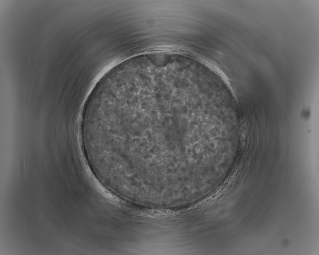 X0000097761091200803281628