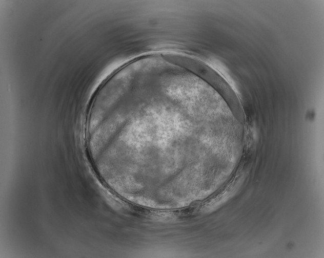 X0000097761101200803281628