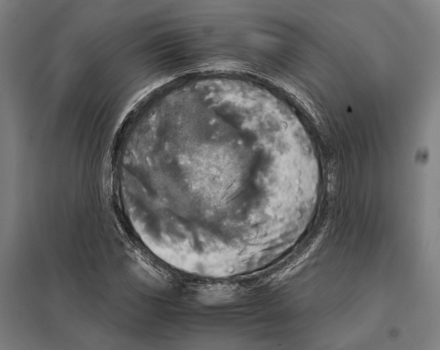 X0000097761117200803281627