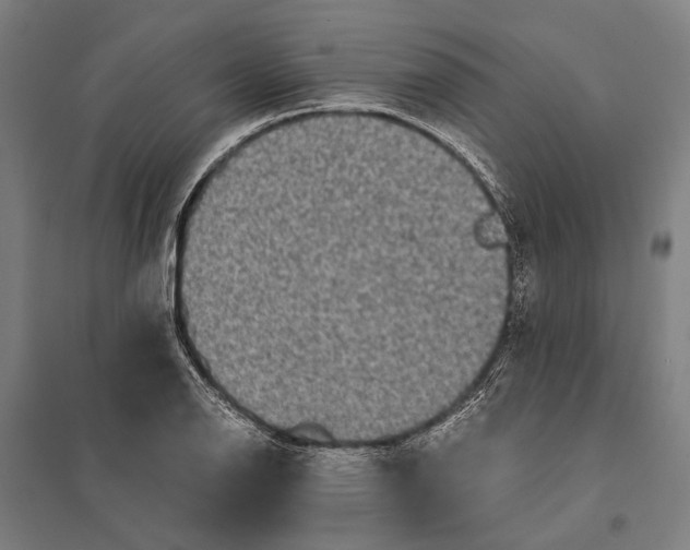 X0000097761126200803281627