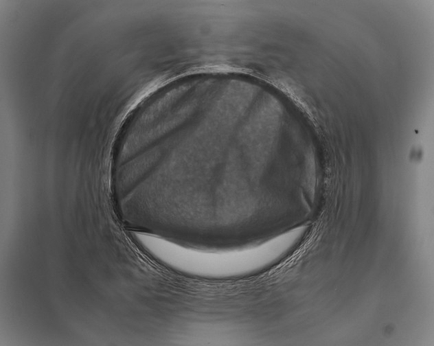 X0000097761173200803281627