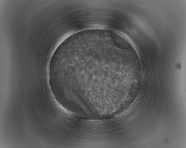 X0000097761243200803281626