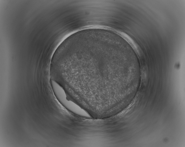 X0000097761244200803281626