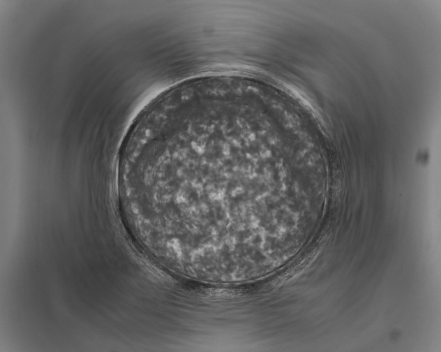 X0000097761275200803281625