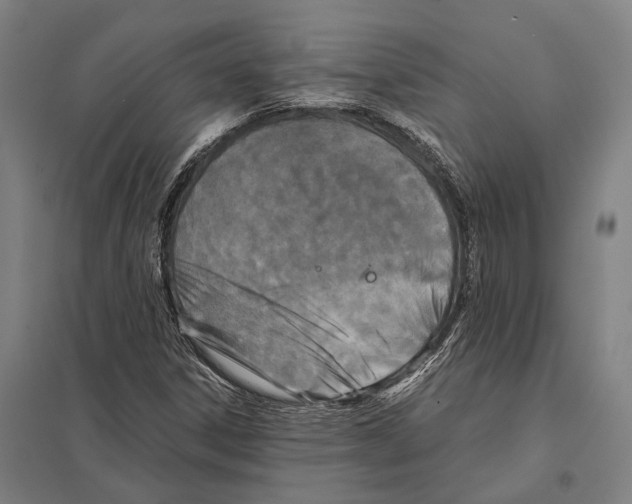 X0000097761306200803281624