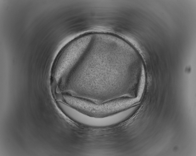 X0000097761335200803281625