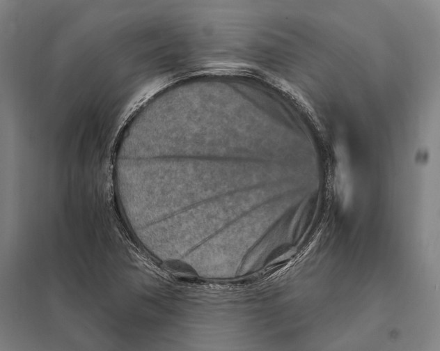 X0000097761362200803281624