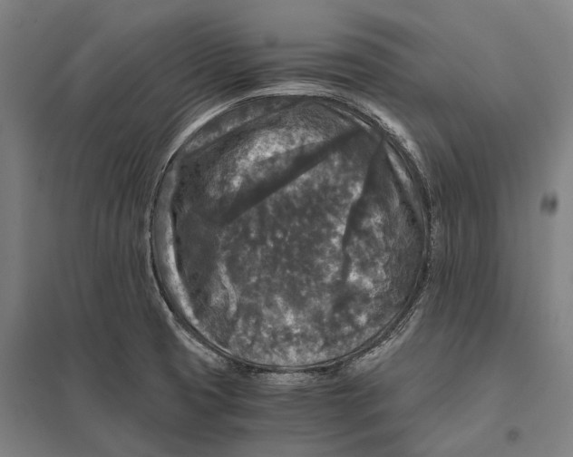 X0000097761425200803281623