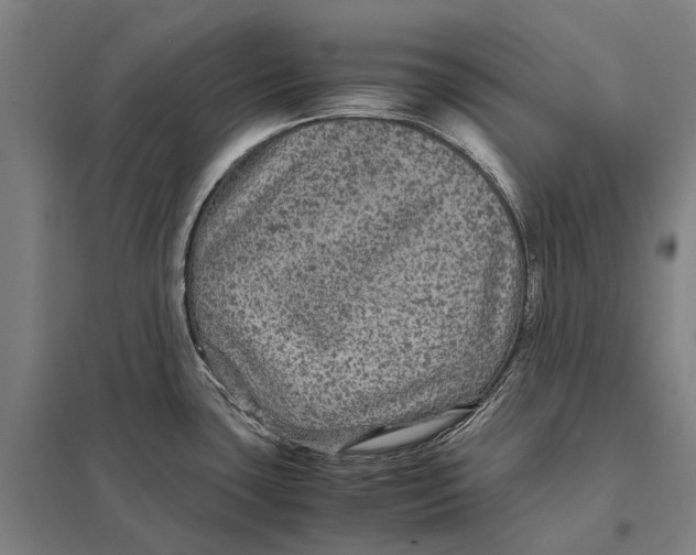 X0000097761435200803281623