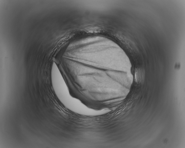 X0000097761444200803281623