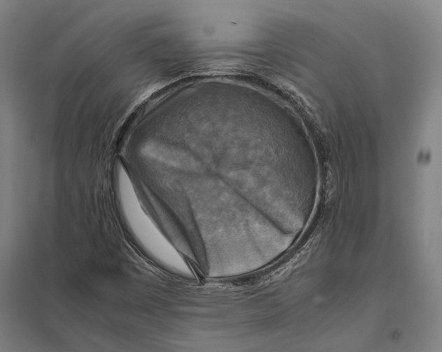 X0000097761449200803281623