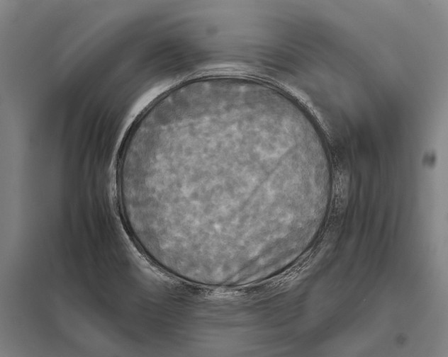 X0000097761466200803281622