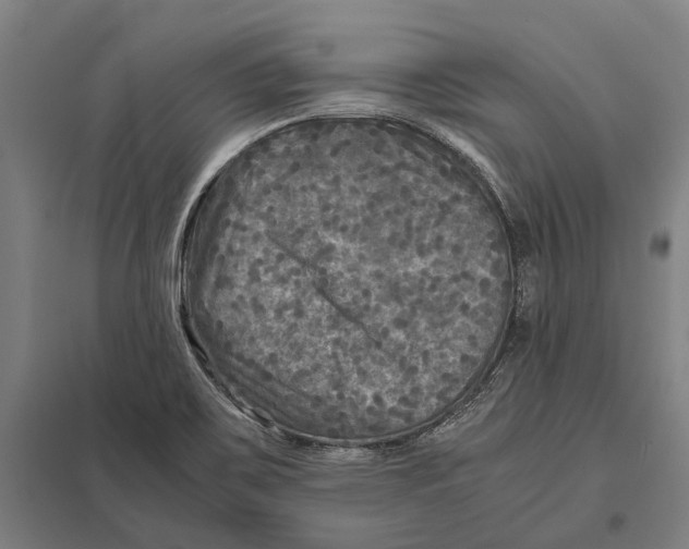 X0000097761467200803281622