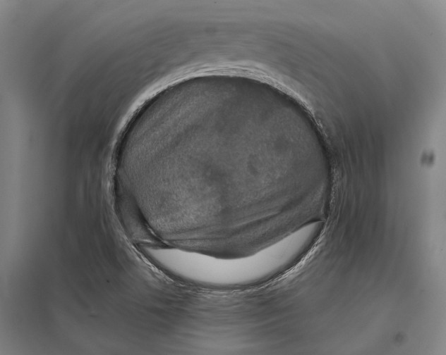 X0000097761506200803281621