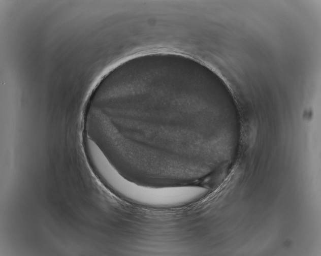 X0000097761508200803281621