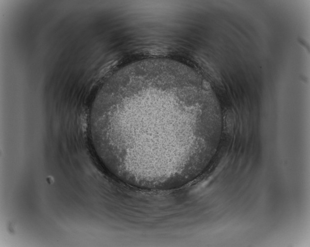 X0000097760032200804041135