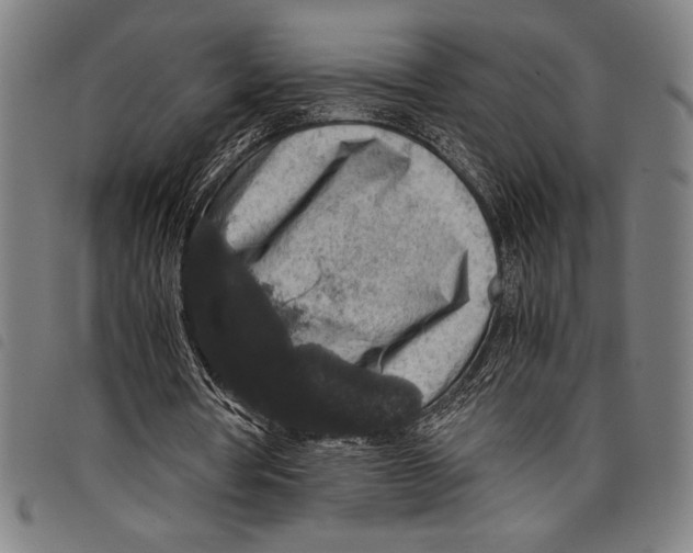 X0000097760386200804041130