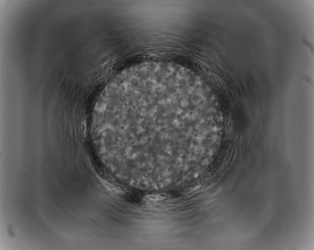 X0000097760703200804041126